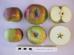 The brusca, los angeles, ca. Datei Cross Section Of Carrara Brusca National Fruit Collection Acc 1958 169 Jpg Wikipedia