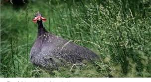 During the laying season an egg a day is common. Pdf The Effect Of Wetland On Guinea Fowl Numida Meleagris Egg Productivity And Fertility During The Dry Season In The Guinea Savannah Ecological Zone Of Ghana Semantic Scholar