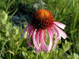 Perennials come up year after year with flowers that bloom during a specific window of time. Https Www2 Ljworld Com News 2006 May 10 Author Discuss Kansas Wildflowers
