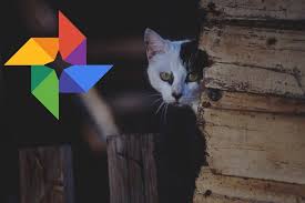 صور Google خرجت من Google وكانت جزء ا من الشبكة الاجتماعية في الأصل نظر ا لأن Google يتم التخلص التدريجي منه فقد قررت Google Animals Photo Google Photos