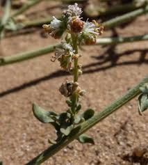 Image result for Caylusea