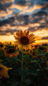 Mary Oliver Listening To The World The On Being Project Sunflower Wallpaper Sunflower Iphone Wallpaper Photography Wallpaper