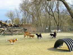 Dogs who are old enough have been heartworm tested and spayed or neutered. Manchester Dog Park Pet Friendly Travel