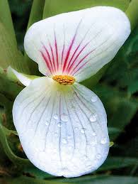 Image result for Begonia ampla