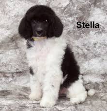 Maybe you would like to learn more about one of these? Parti Standard Poodle Puppies Smith Standard Poodles Poodle Puppy Toy Poodle Puppies Parti Poodle