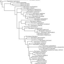 Image result for Cenchrus trisetus