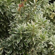 Image result for Pieris japonský little heath obrázek