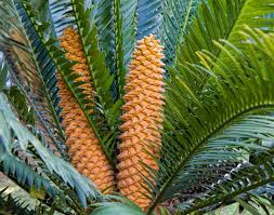 From aloe to zebra grass—and with over 1,000 plants to explore—find every plant in the alphabet within our comprehensive a to z index. Types Of Plants With Pictures Owlcation