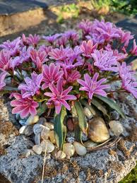 Maybe you would like to learn more about one of these? My Lewisia Cotyledon Native To Southern Oregon Nativeplantgardening