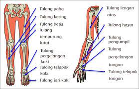 10 fungsi tulang paha pada tubuh manusia. Nama Tulang Lengan Dan Fungsinya Nurainins Blog
