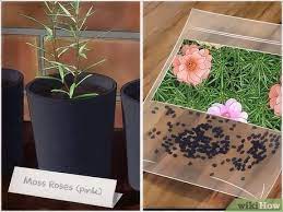 Rose grafting grafting a rose rose grafting is an easy task for those people who loves gardening and flowers in their garden. How To Take Care Of Moss Roses 13 Steps With Pictures Wikihow