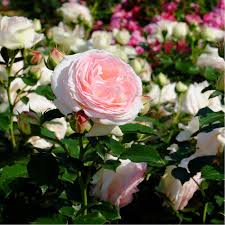 On apprécie ses grandes fleurs blanches teintées de rose qui fleurissent longuement durant l'été, son port buissonnant et sa grande vigueur qui le très rend résistant. Rosier Grimpant Pierre De Ronsard Racines Nues Gamm Vert