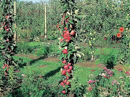 Une fois l'arbre en terre, le point de. Comment Installer Un Arbre Fruitier Colonnaire
