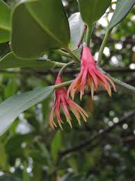 Image result for Bruguiera