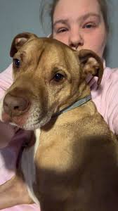 Can I see your pitbull German shepherd pack?!? Here are my 3. My GSD, is  gonna be trained to be my SD