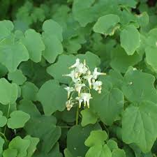 Image result for Blyxa hexandra