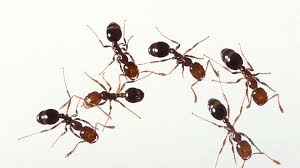 how to identify and control ants