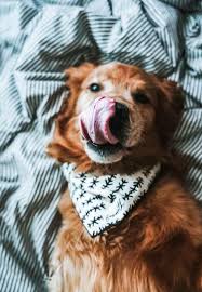 Dog Moms Guide To Show Off Your Love Diy Darlin In 2020 Cute Dog Photos Dog Mom Cute Dogs
