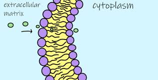 When metabolized by the human body, triglycerides, which are a type of fat, are critical sources of energy. Chemical Structure Of Lipids Overview Types Expii