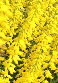 Image result for Crotalaria reptans- intermediates with pisicarpa