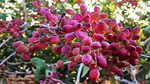 Pistachio; What Iran is known for
