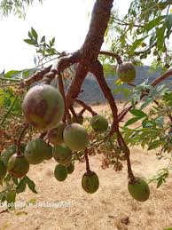 Image result for Garcinia volkensii