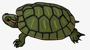 Check spelling or type a new query. Red Eared Slider Turtle Coloring Page Hd Png Download Kindpng