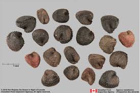 Image result for Agrostemma githago