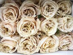Send flowers to silver spring, md. Potomac Floral Wholesale 156 Photos 76 Reviews Florists 2403 Linden Ln Silver Spring Md Phone Number Yelp
