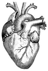 Antique Engraving Of Human Heart Published In Systematischer Avec Images Coeur Humain Dessin Cerveau Dessin Dessin Coeur