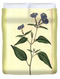 Image result for Browallia americana