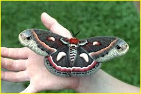 Black And Red Caterpillar With Horn Late June 2012 Horn Worms Pretty Not Nice Moth Tattoo Insects Huge Moth