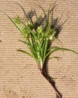 Image result for Cyperus squarrosus