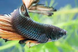 Sadly, the male betta fish is often favored over the female for its longer tail and dominating the subfamily macropodusinae are also referred to as paradise fish and include the genus betta, genus. 160 Best Betta Fish Names For Your Fiery Friend Fishkeeping World