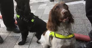 Twitter Fell In Love With The Dogs Who Are Helping Firefighters Search Grenfell Tower Dogs Dog Search Firefighter