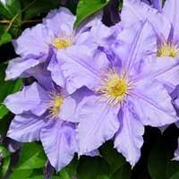 Oneindia hindi dictionary offers the meaning of clematis in hindi with pronunciation, synonyms, antonyms, adjective and more related words in hindi. Scientific Name Of Clematis