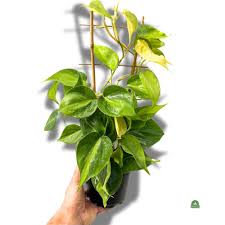 Image result for Filodendron Philodendron