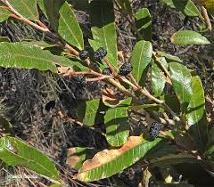 Image result for Ozoroa