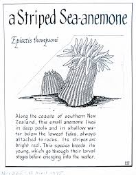 Black And White Sea Anemone A Striped Sea Anemone Epiactis Thompsoni Sea Anemone Anemone Brooding