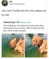 Pin By Lauramdeoro On Funny Dogs Cute Animals Cute Dogs Cute Baby Animals