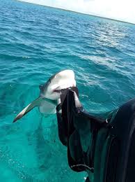 This Shark Biting An Engine Music Indieartist Chicago Cute Shark Shark Pictures Funny Animals