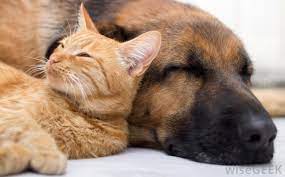 The right place when you are looking for ideas. Adopt Friends Of The Animal Shelter