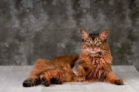 Somali Katze Charakter Haltung Zucht Pflege Zooplus