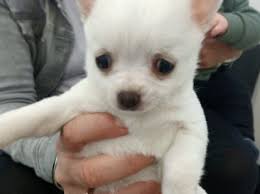 Chihuahua Petsforhomes