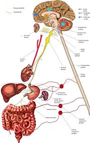 Image result for Sympathetic Nervous System