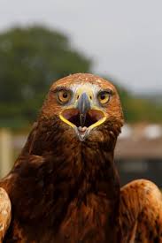 YARAK ile ilgili görsel sonucu