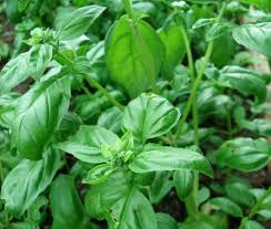 Image result for Ocimum basilicum