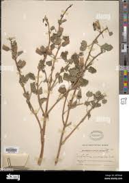 Image result for Ceratotheca sesamoides