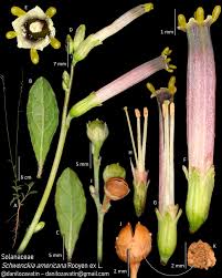 Image result for Schwenckia