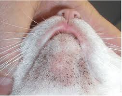 Kedi Aknesi Nedir Belirtileri Tedavisi Rante Veteriner Klinigi